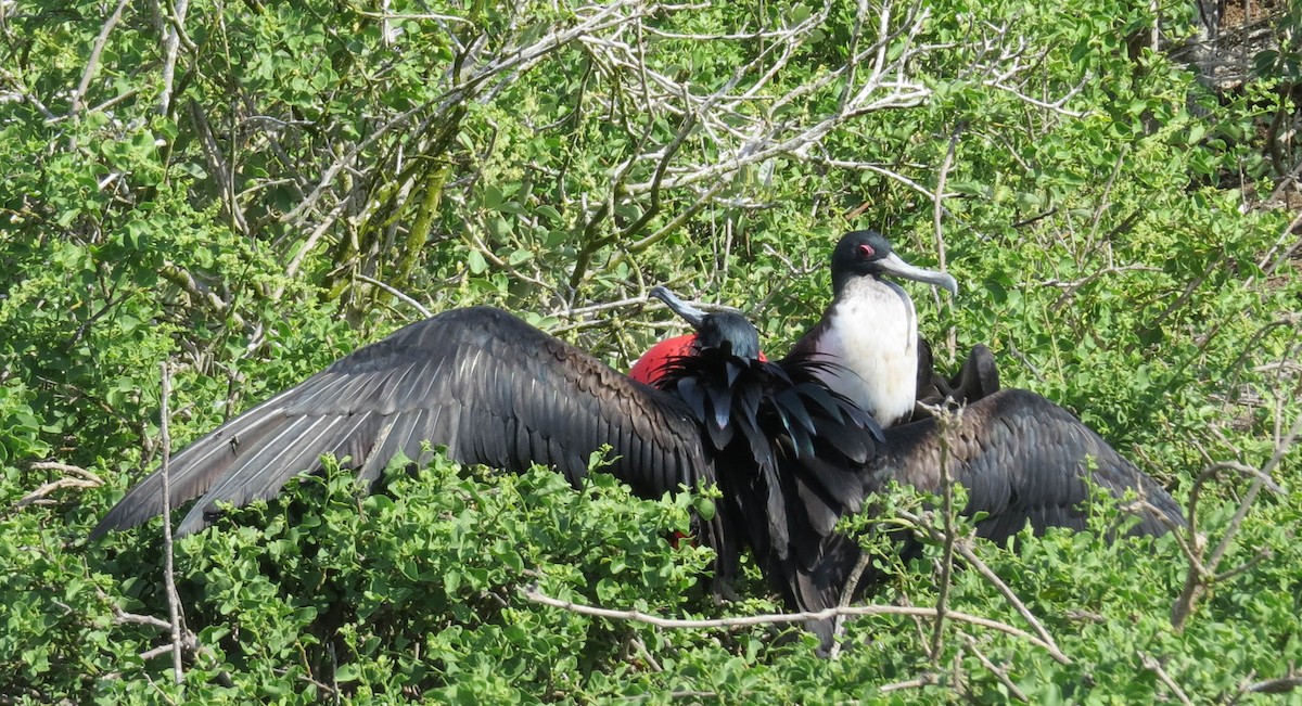 Great Frigatebird - ML304600981