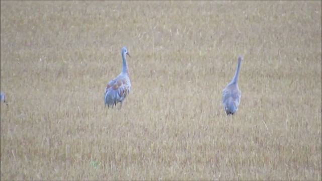 עגור קנדי - ML304601241