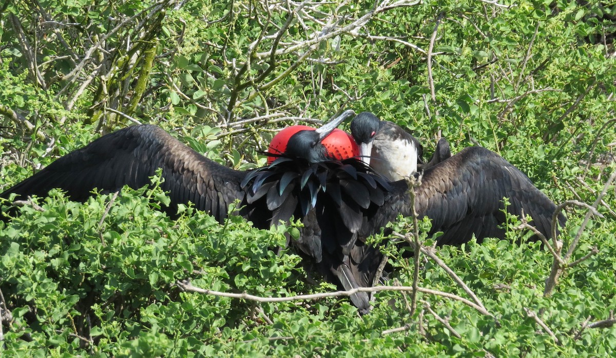 Great Frigatebird - ML304601851