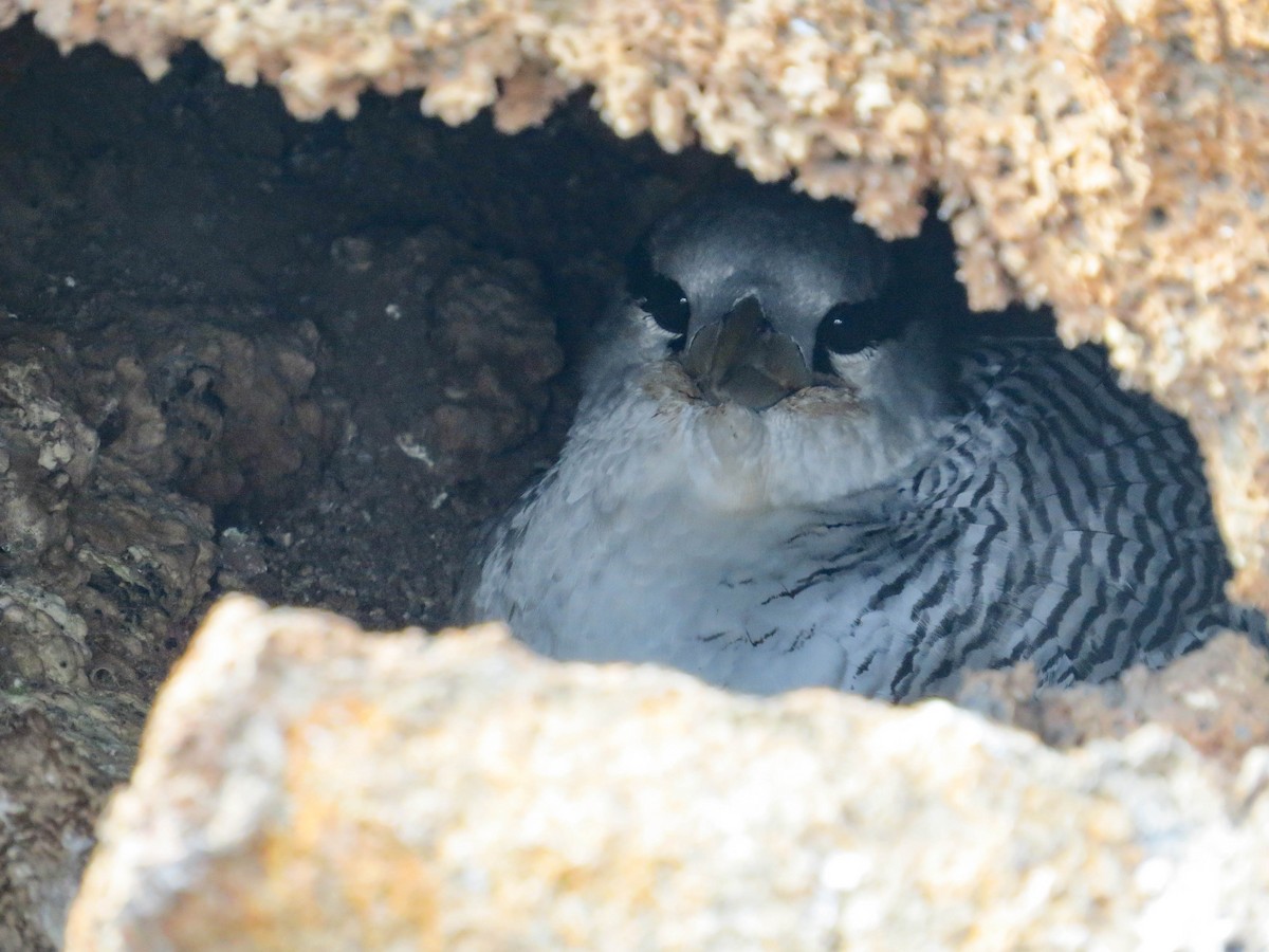 Red-billed Tropicbird - ML304602141