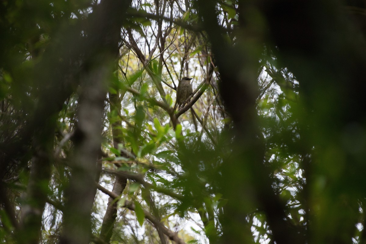 Rusty-winged Starling - ML30460261