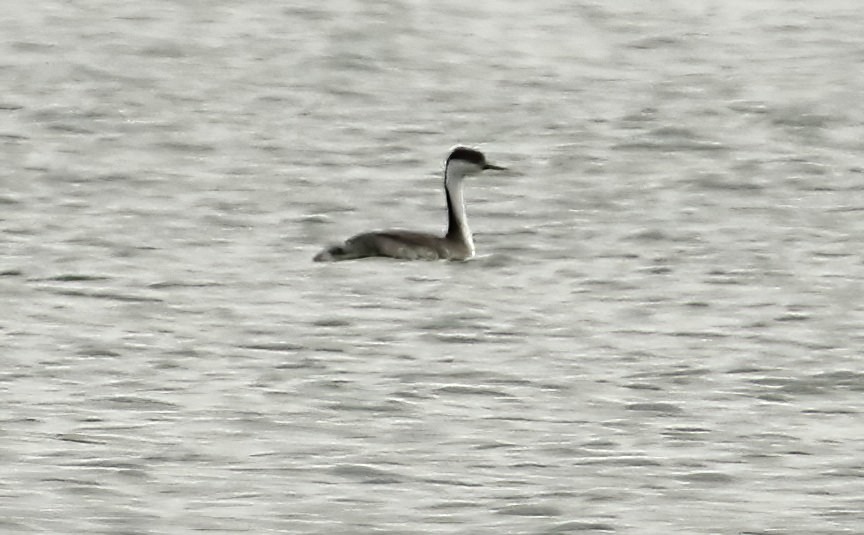 Western Grebe - Mark Dennis