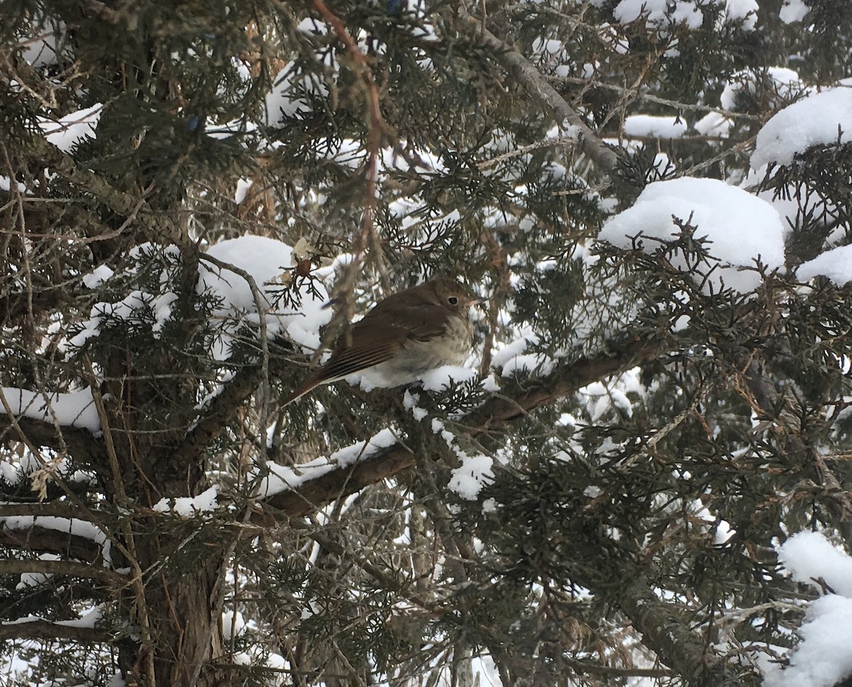 Hermit Thrush - ML304604361