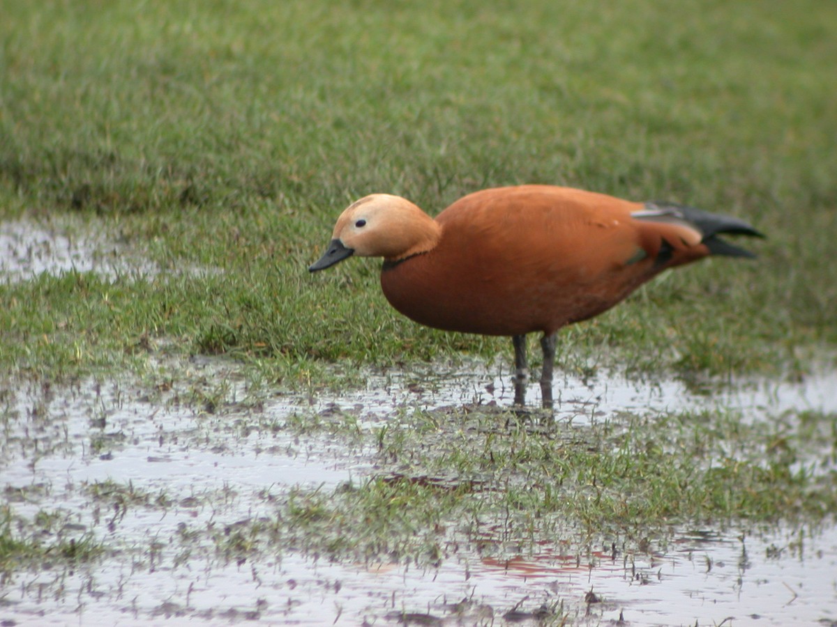 Ruddy Shelduck - ML304606121