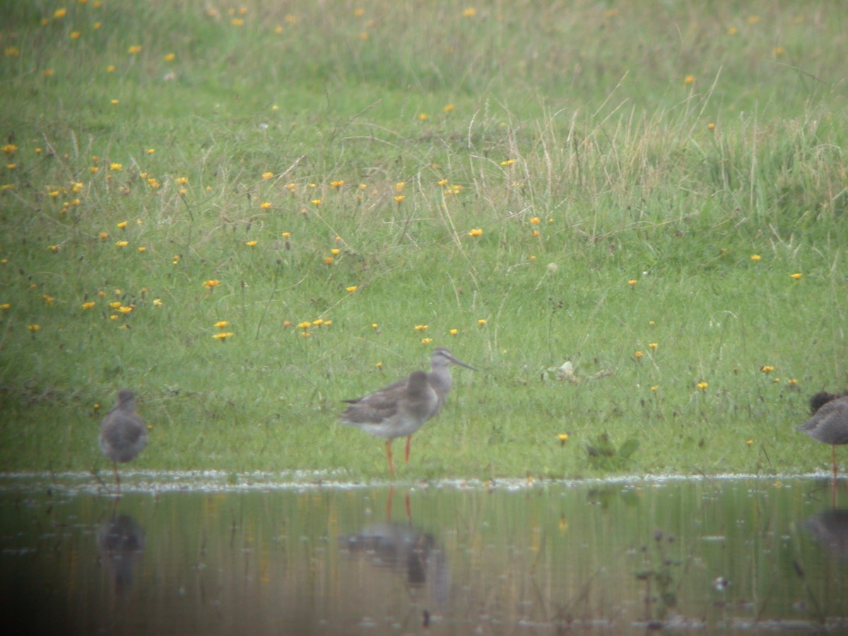 Spotted Redshank - Eric Barnes