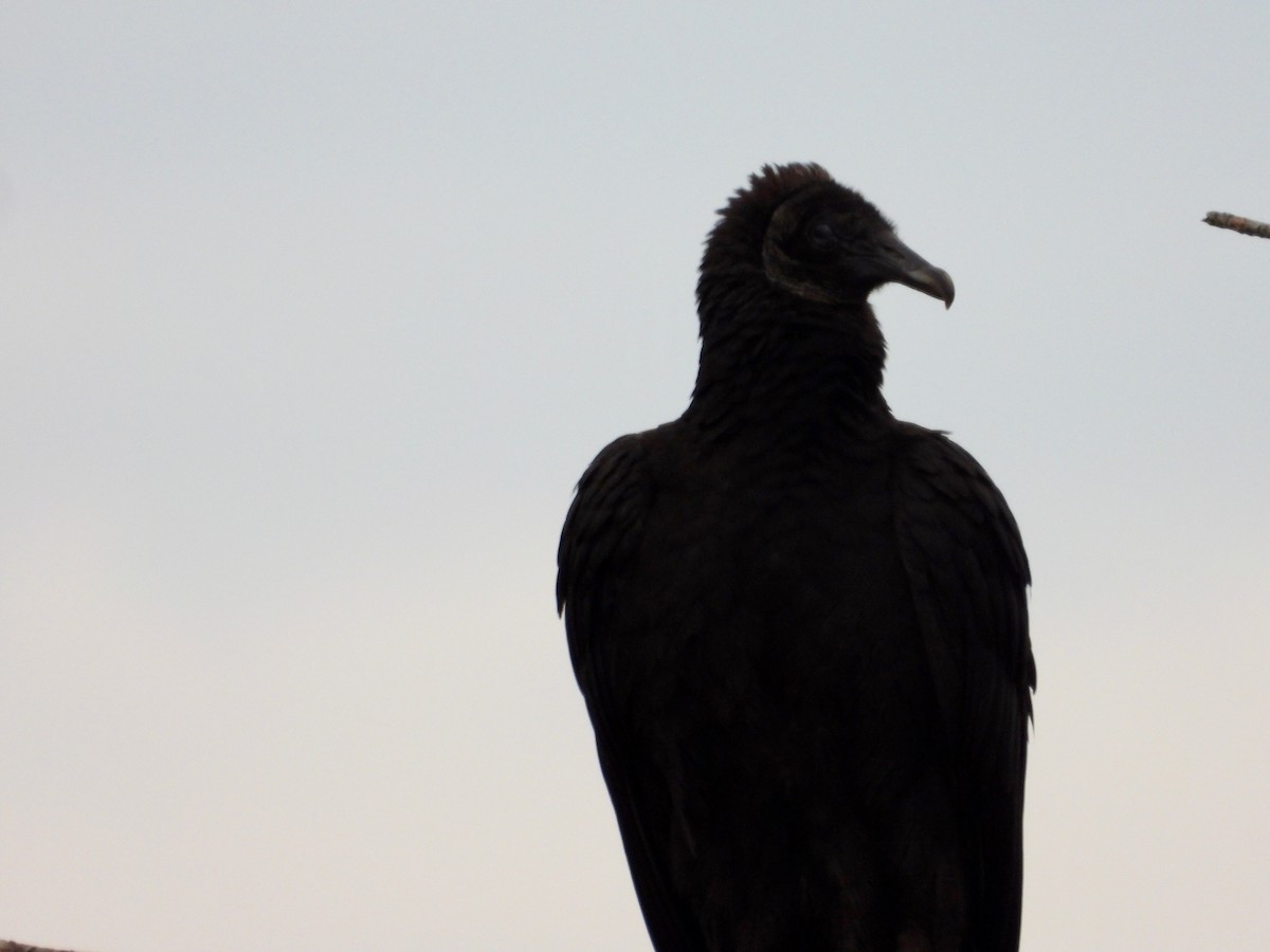 Black Vulture - ML304609791