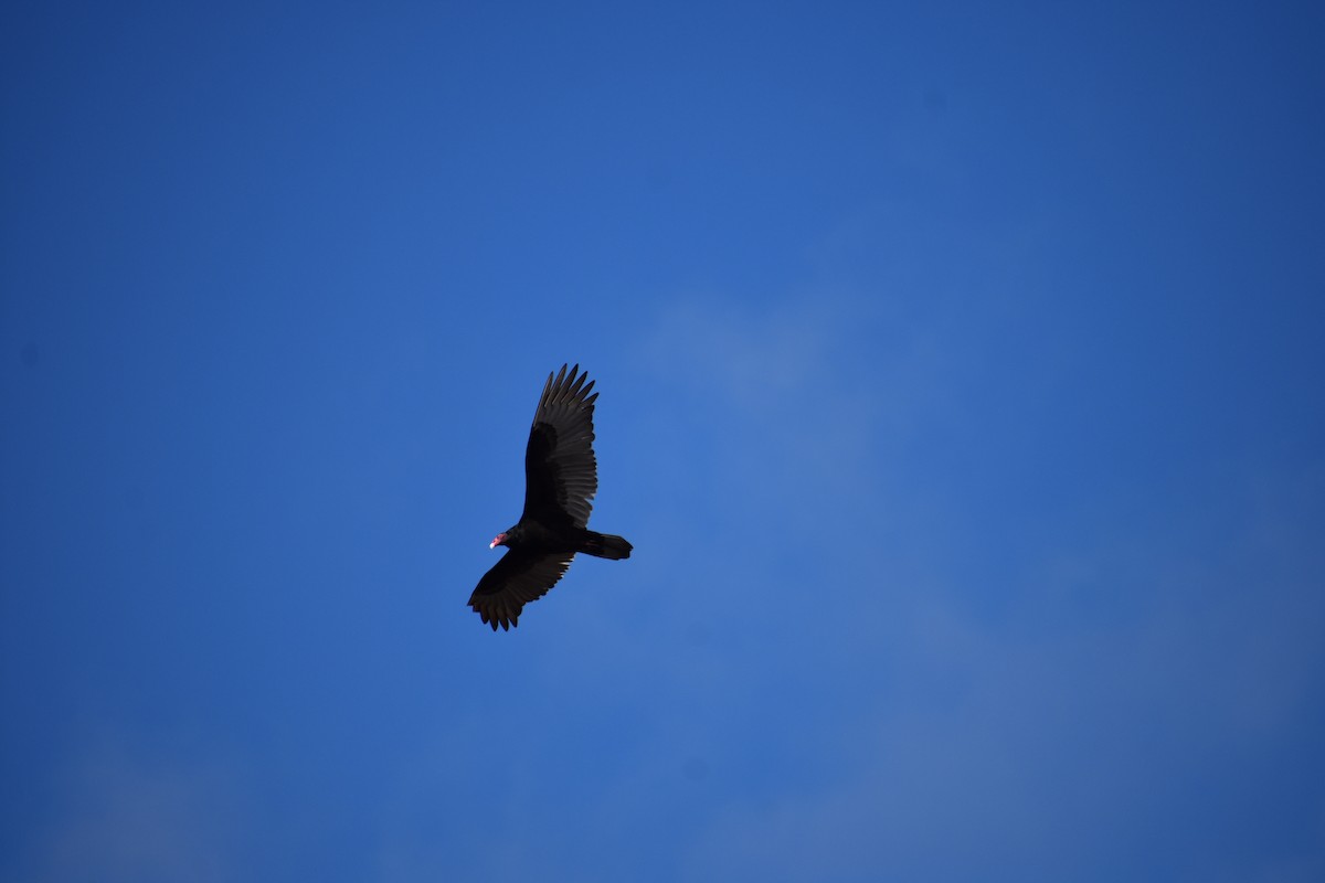 Turkey Vulture - ML304609901