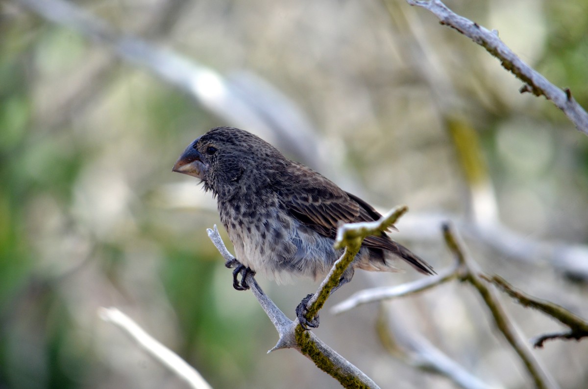 Large Ground-Finch - ML304611231