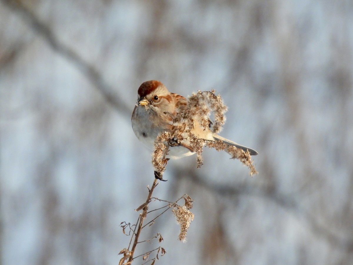 American Tree Sparrow - ML304611691