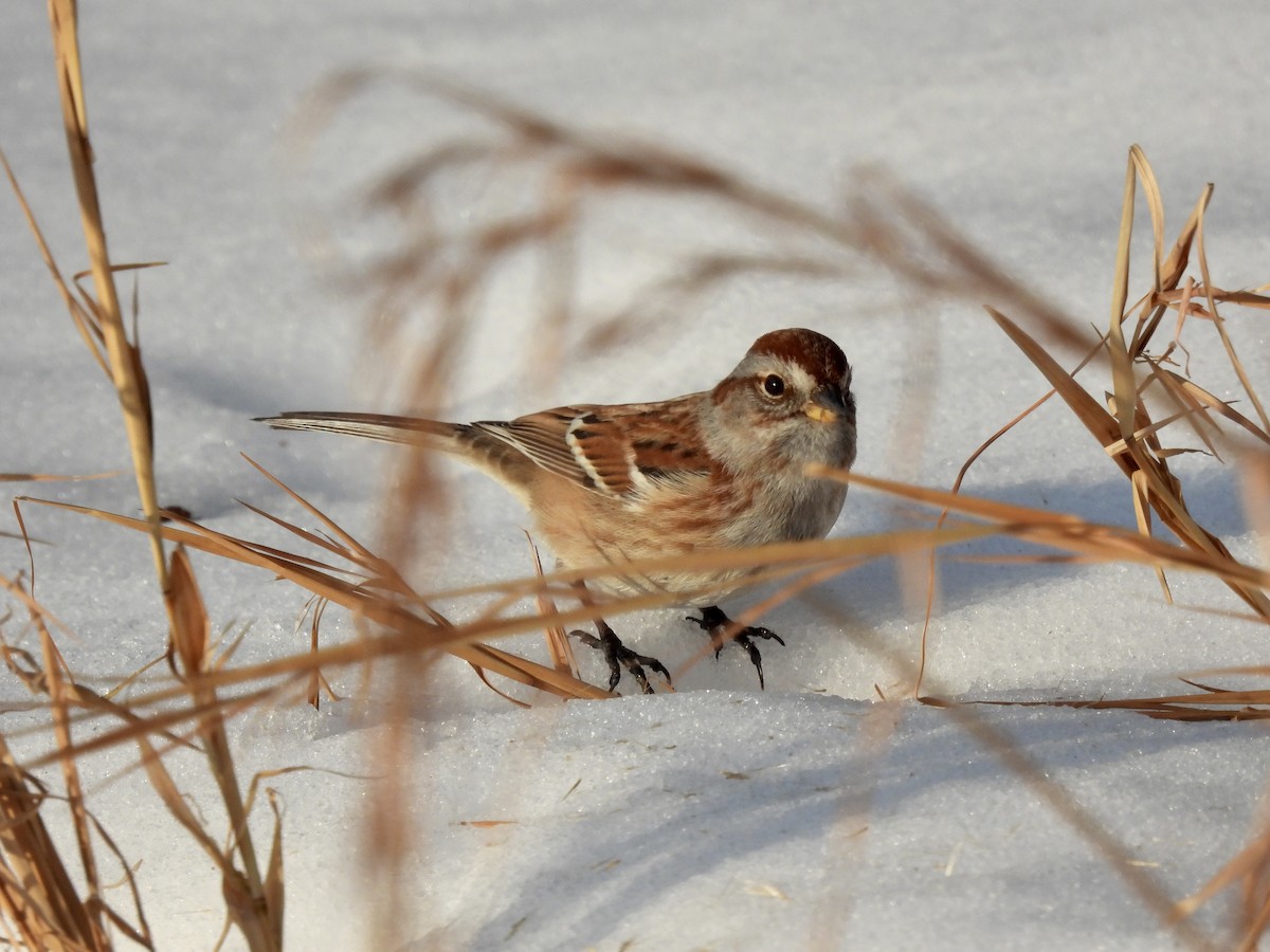 American Tree Sparrow - ML304611711