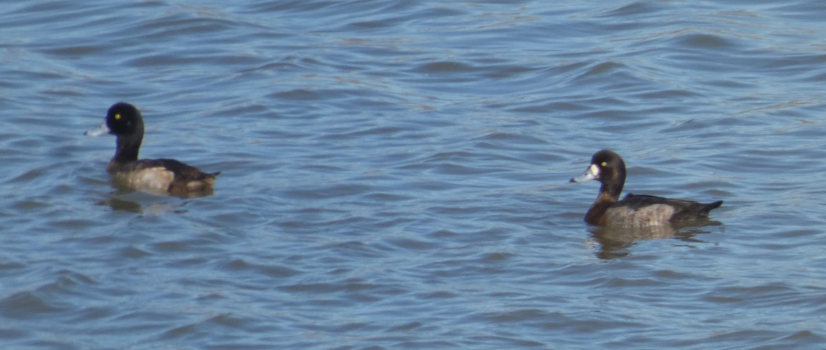 Murgilari handia - ML304611791