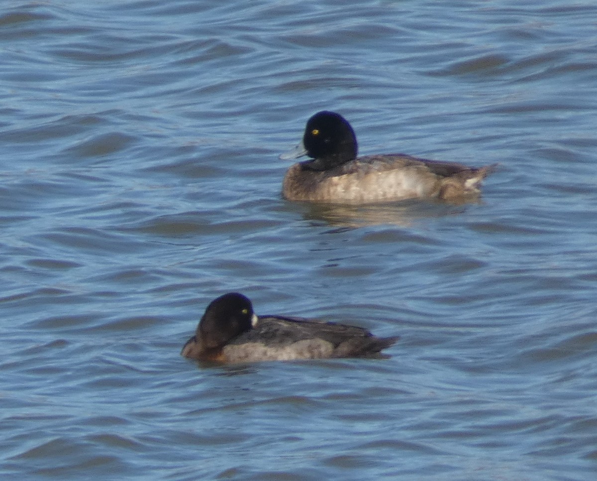 Murgilari handia - ML304611851