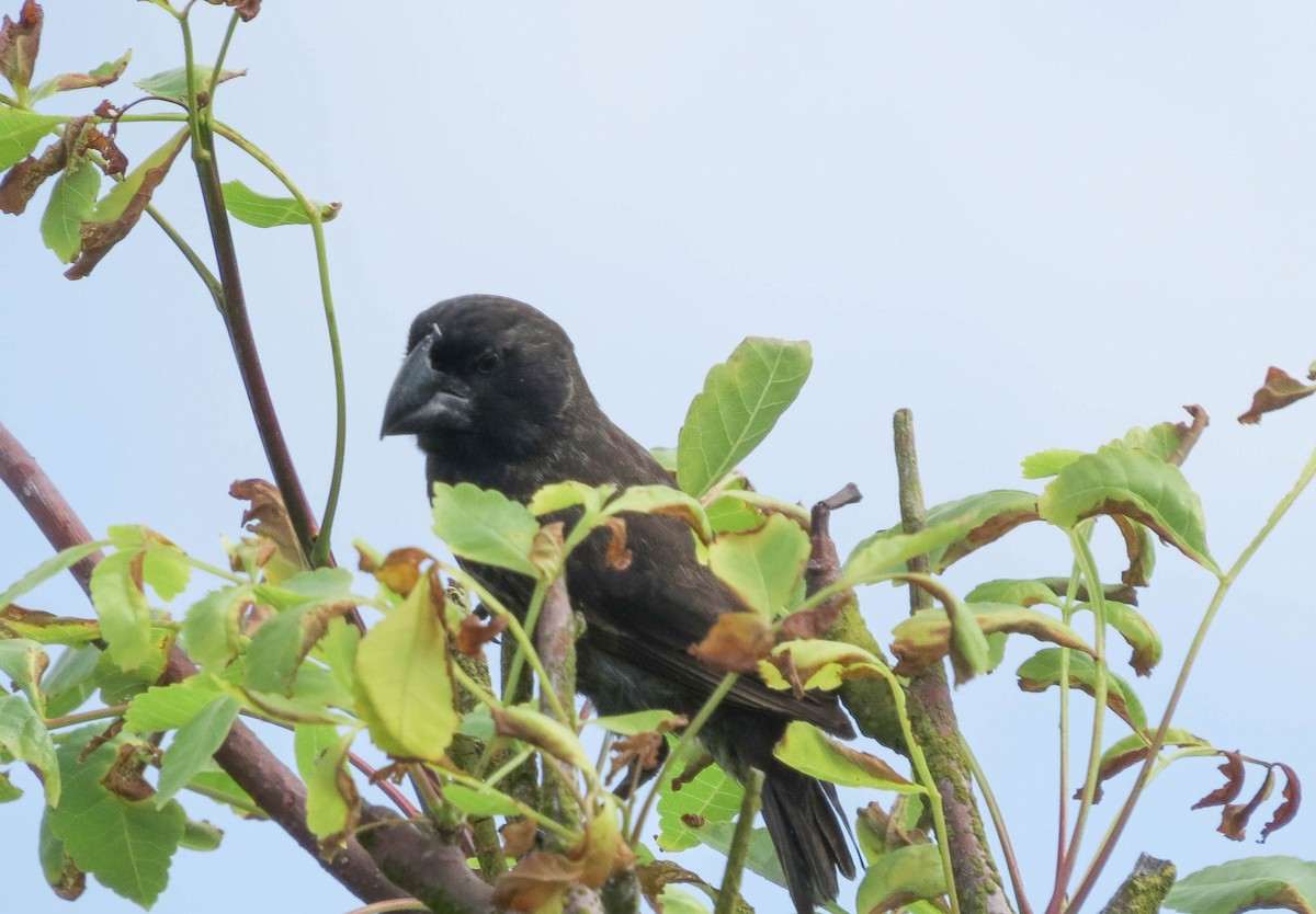 Large Ground-Finch - ML304612131