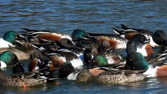 Northern Shoveler - ML304614751