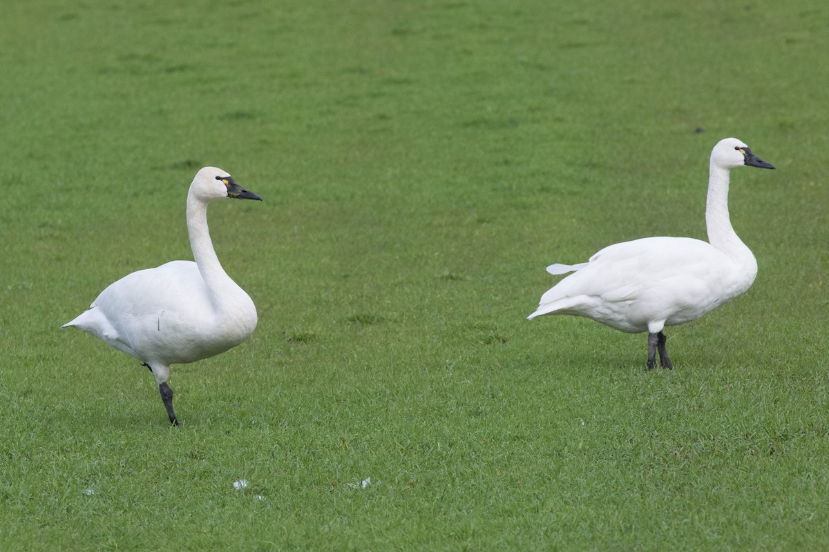 Tundra Swan - ML304616331