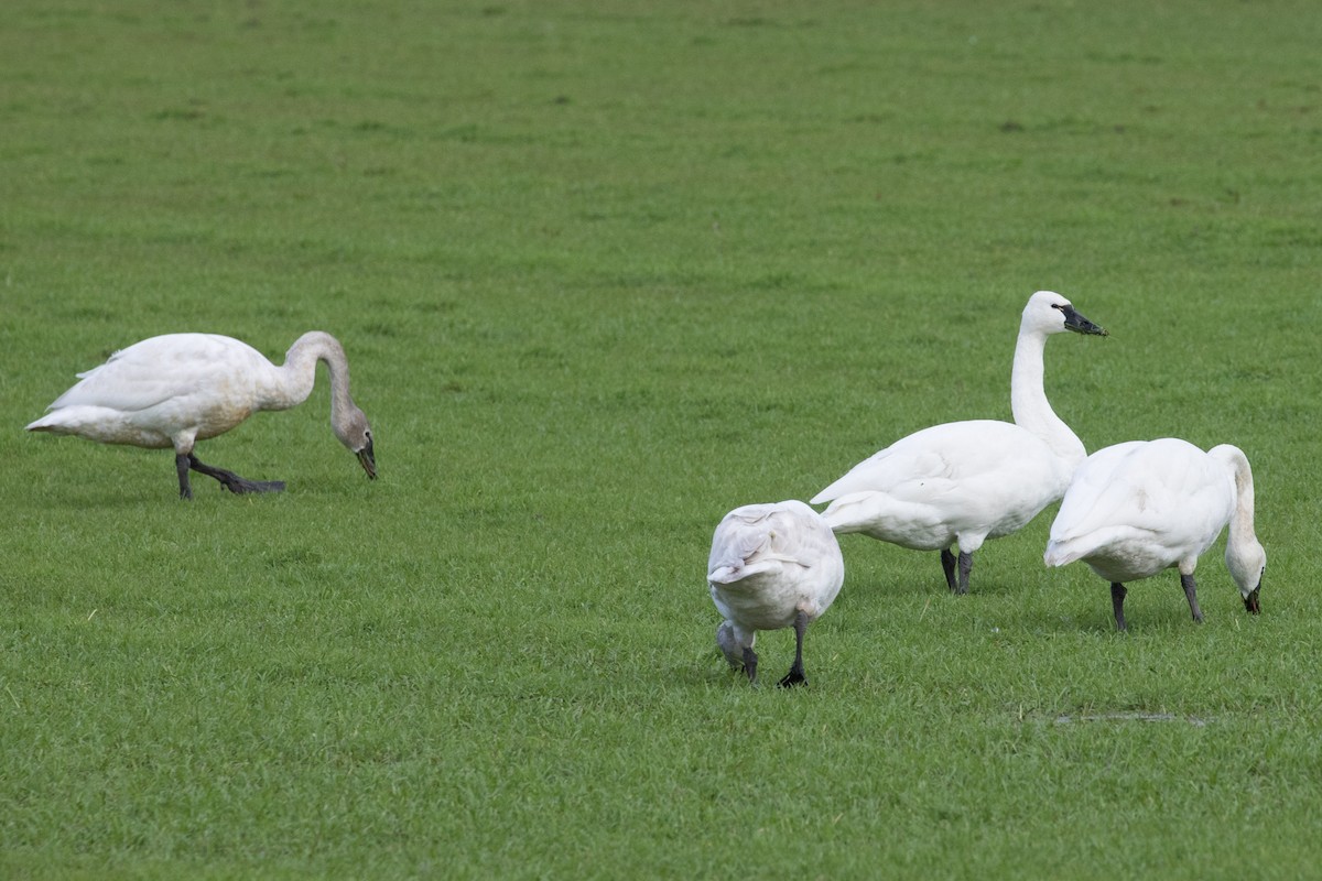 Tundra Swan - Wayne Sladek