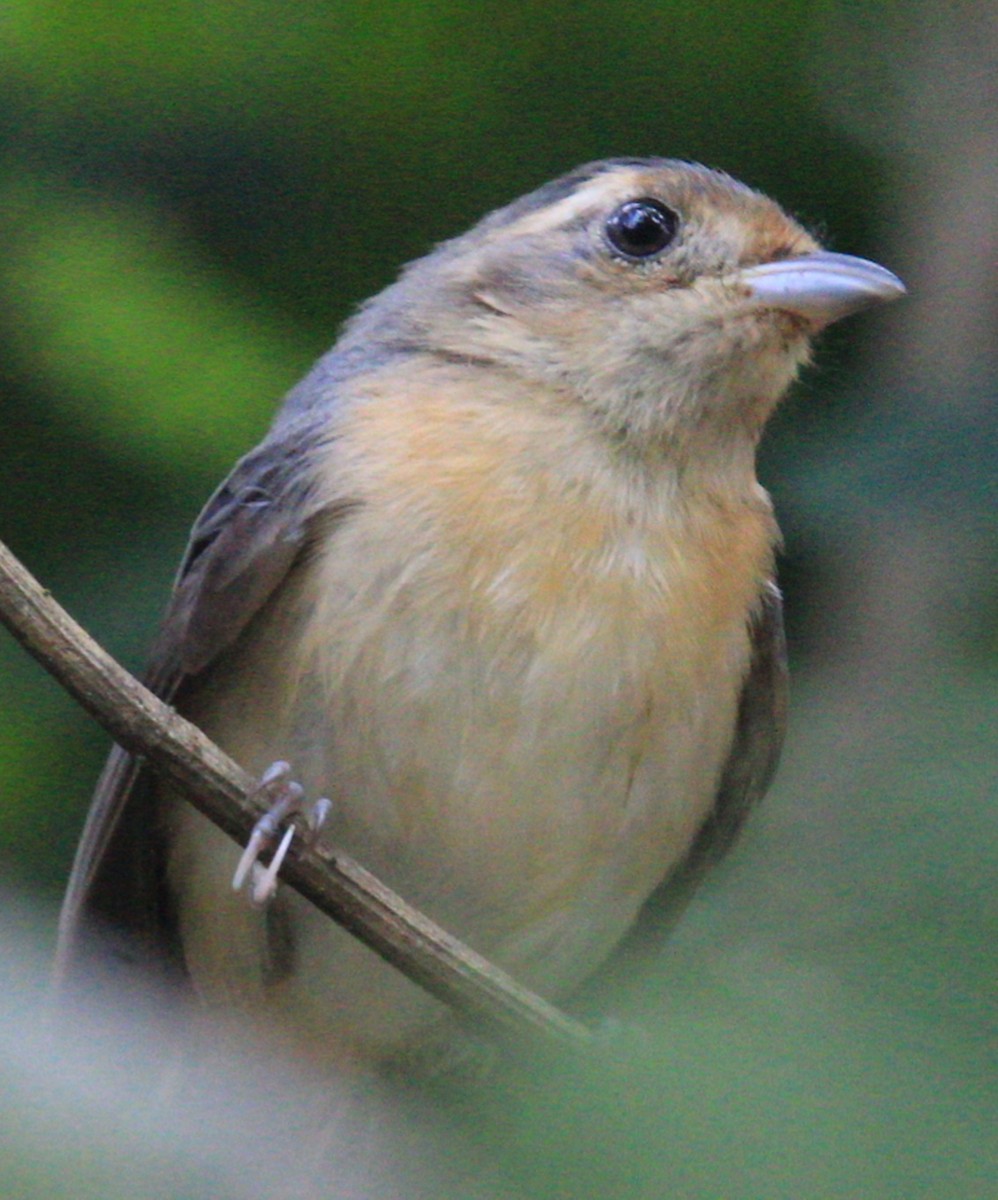 Gray-throated Chat - ML304617231