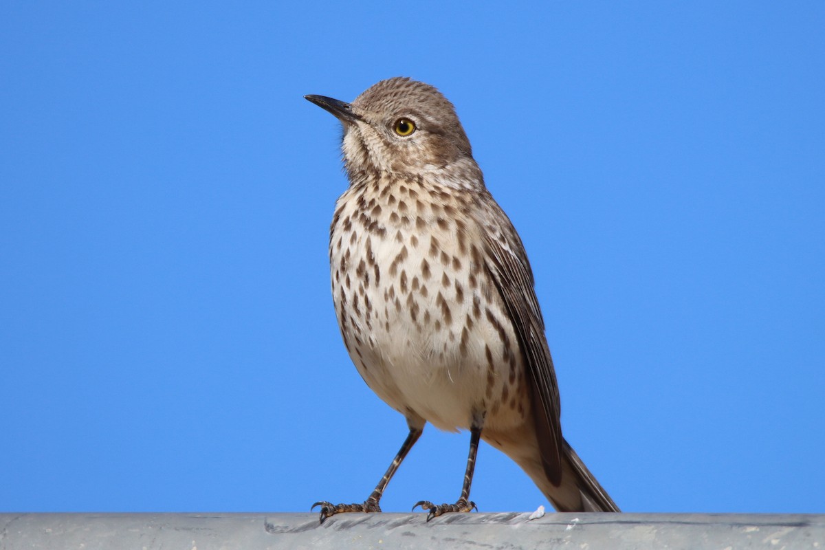 Sage Thrasher - Diana Spangler