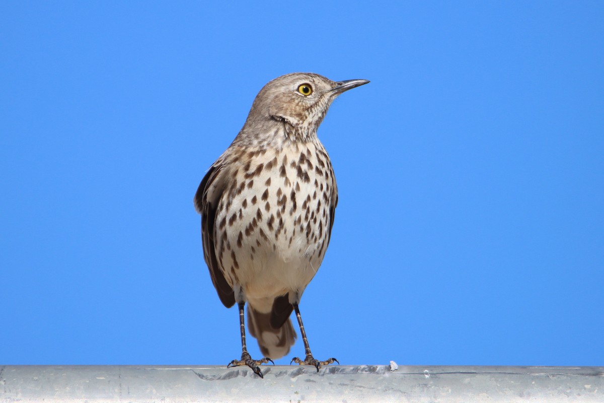 Sage Thrasher - Diana Spangler