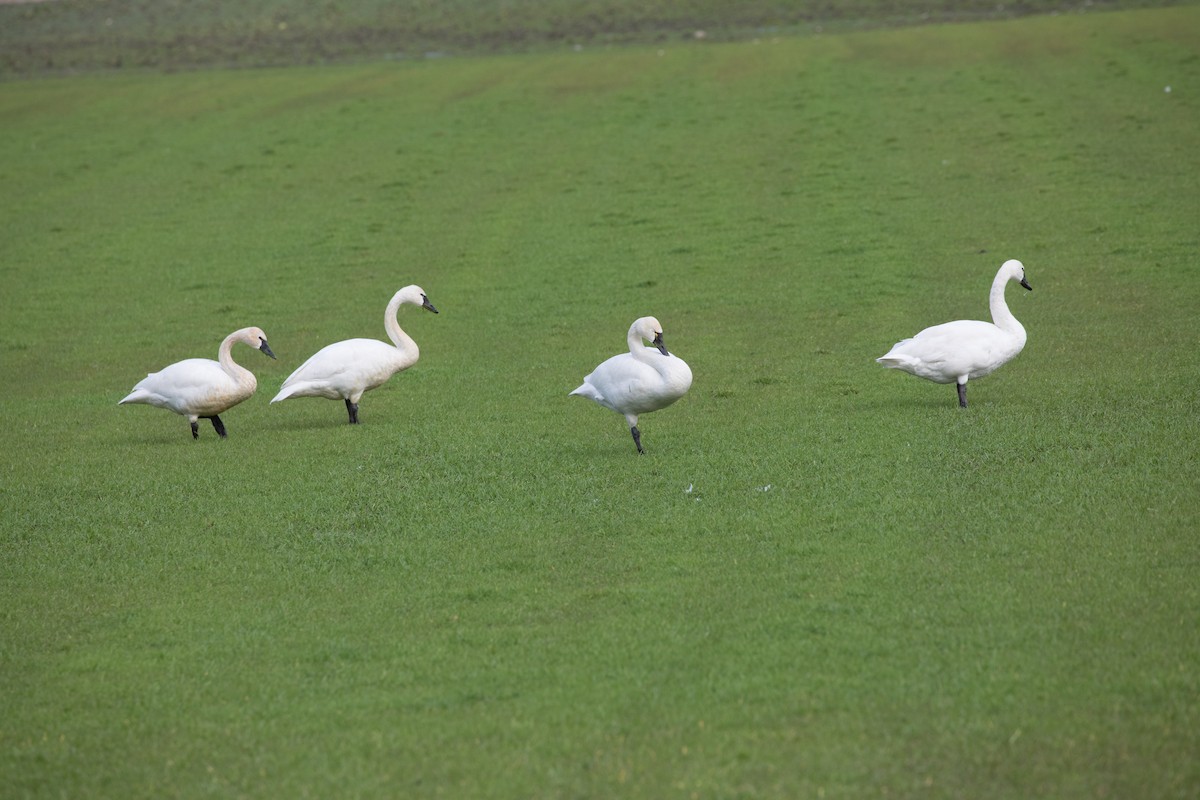 Tundra Swan - ML304617271