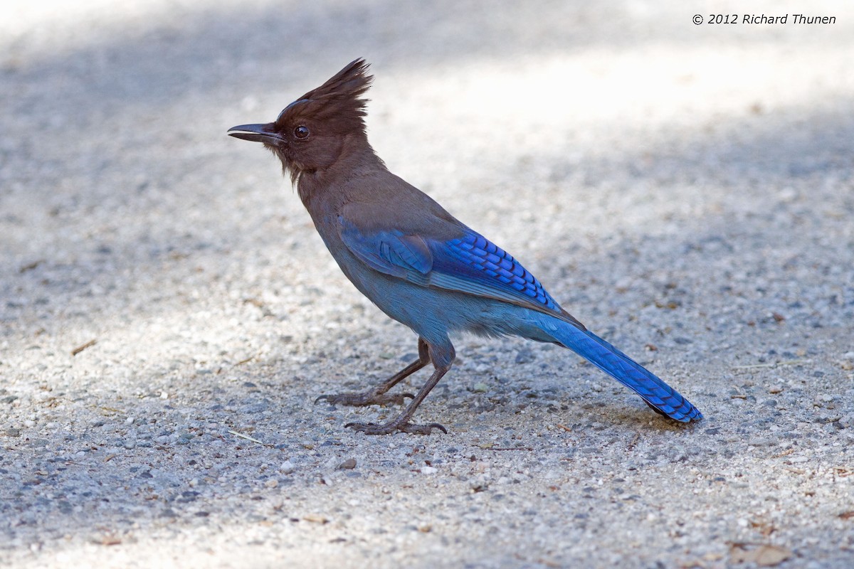 Steller's Jay - ML304617501