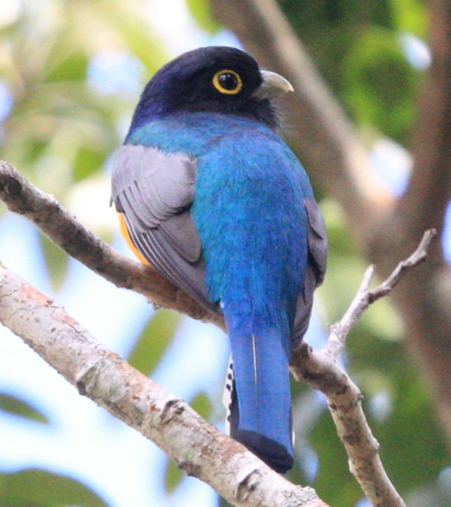 Gartered Trogon - ML304619061