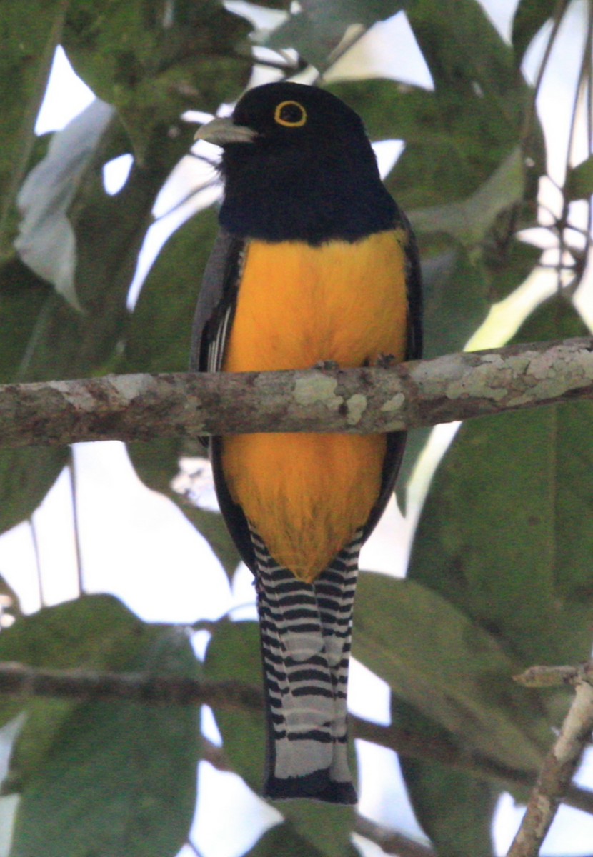 Gartered Trogon - ML304619101