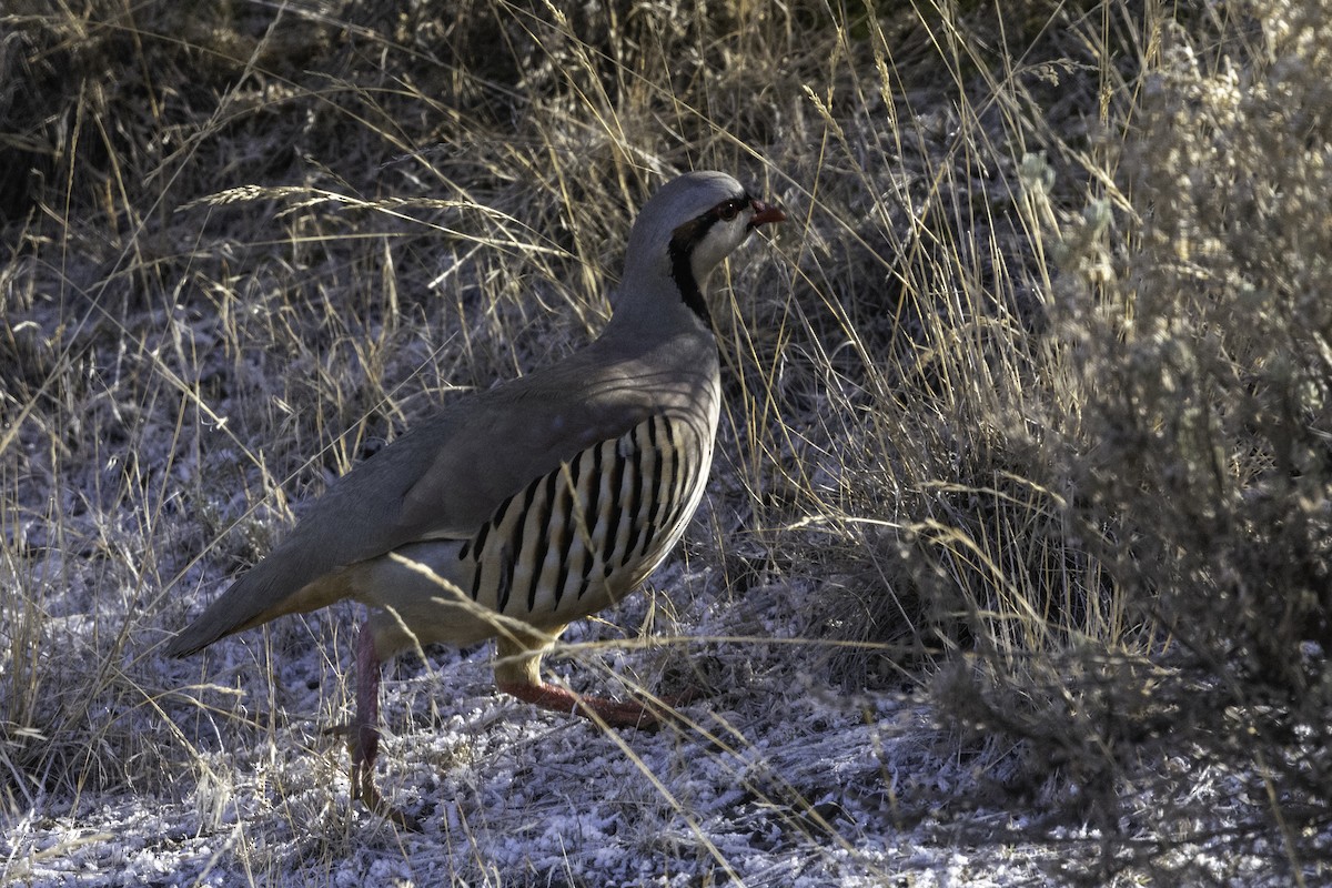 Chukar - ML304619111