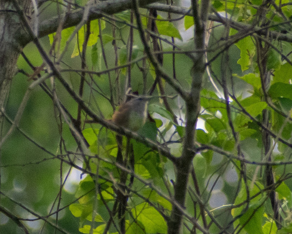 Cabanis's Wren - ML304619251