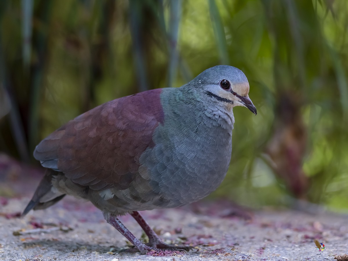 Buff-fronted Quail-Dove - fernando Burgalin Sequeria