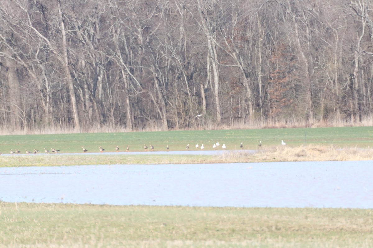 Snow Goose - ML304619661