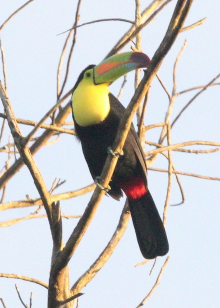 Keel-billed Toucan - ML304619701