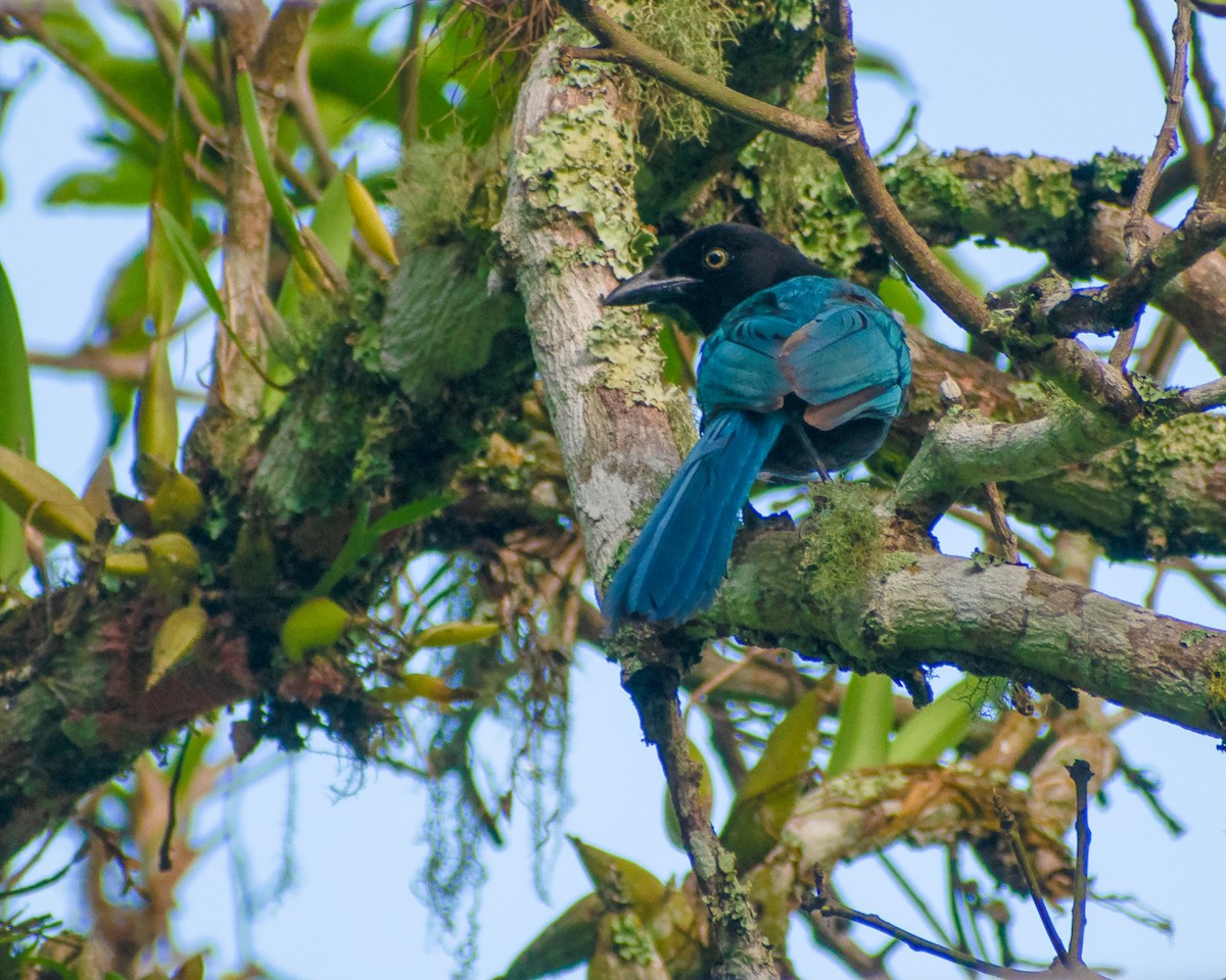 Bushy-crested Jay - ML304621401