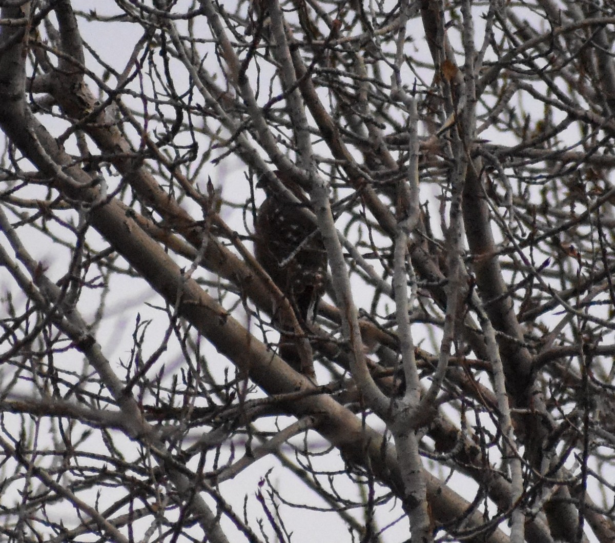 Cooper's Hawk - ML304622611