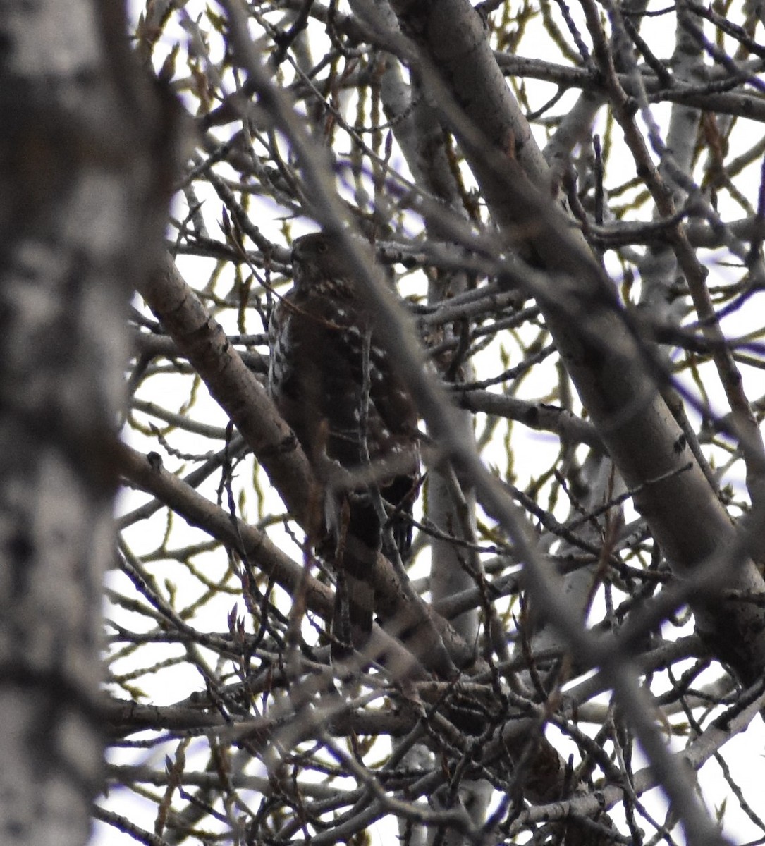 Cooper's Hawk - ML304622621