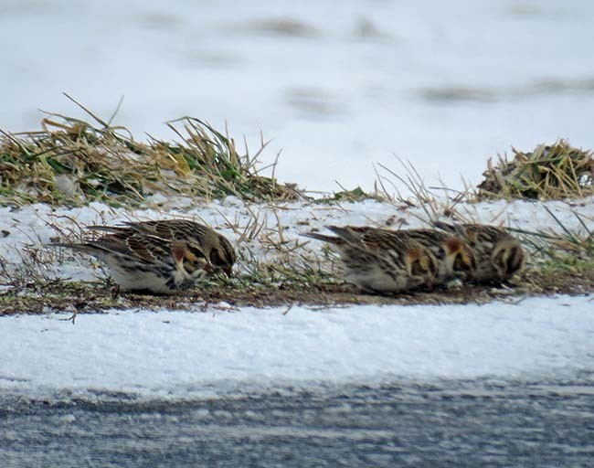 Lapland Longspur - ML304623381