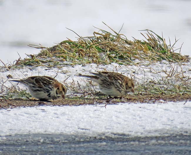 Lapland Longspur - ML304623461