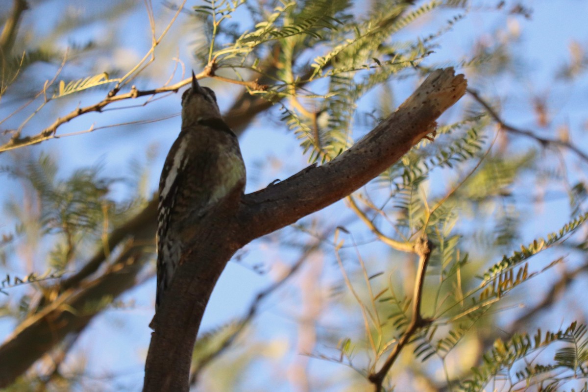 Yellow-bellied Sapsucker - ML304624081