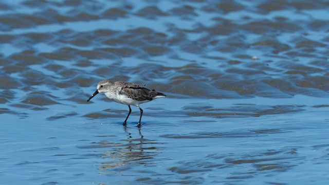 Western Sandpiper - ML304624751