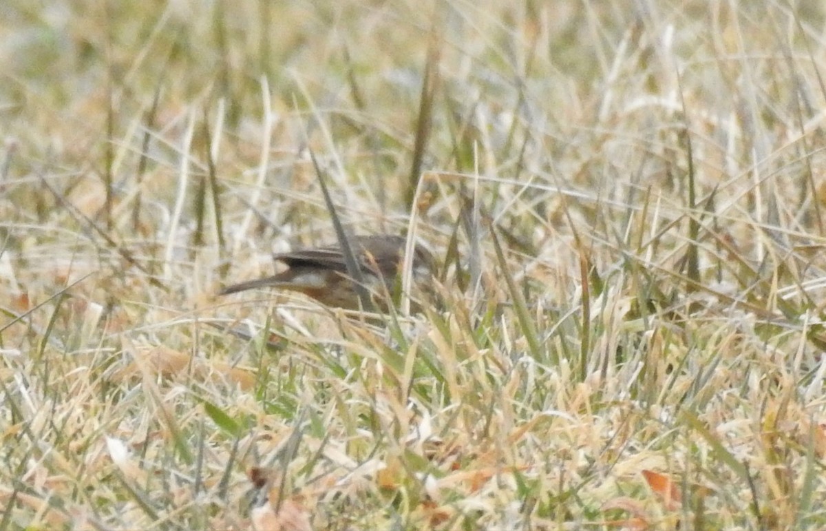 American Pipit - ML304626551