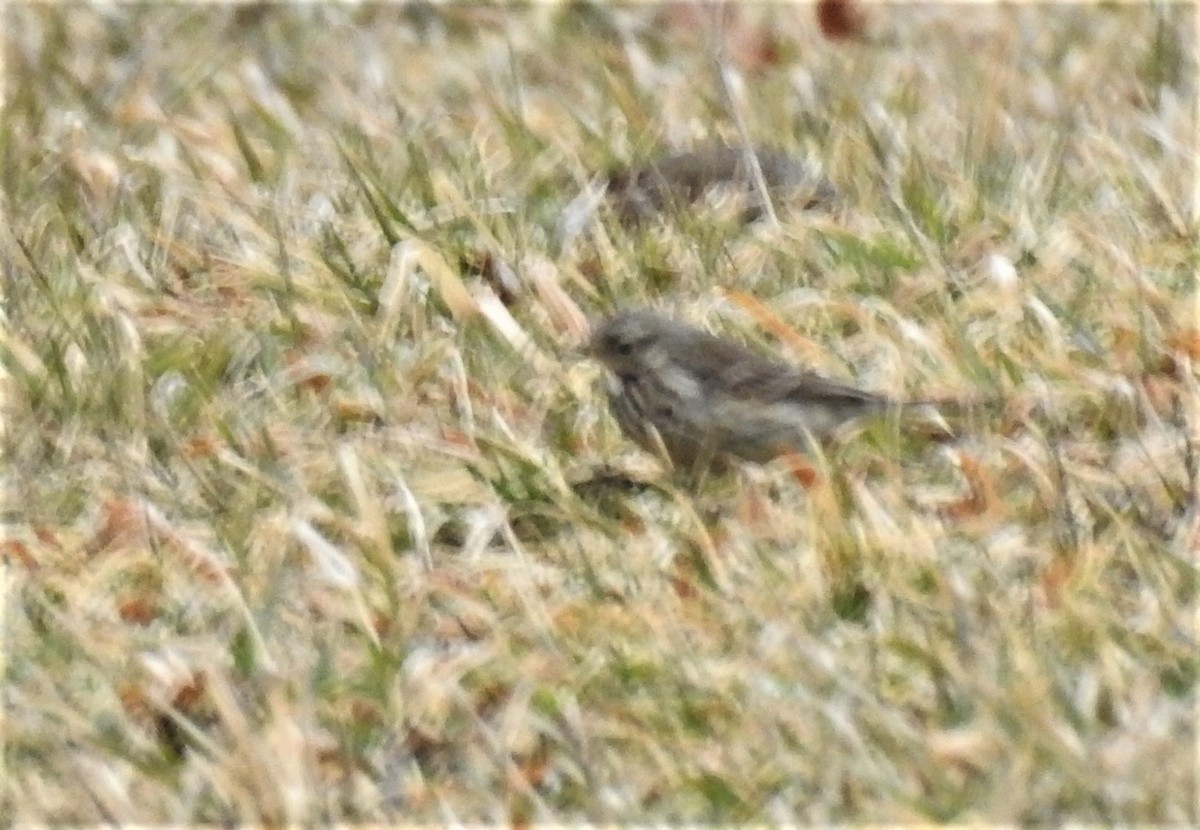 American Pipit - ML304626561