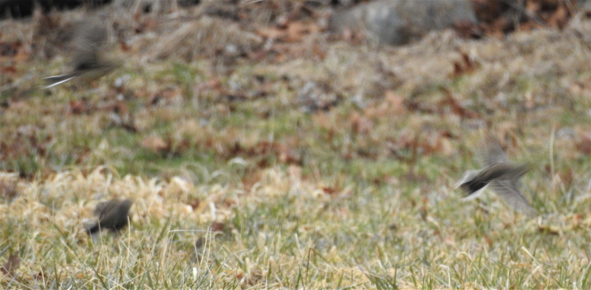 American Pipit - Moe Molander