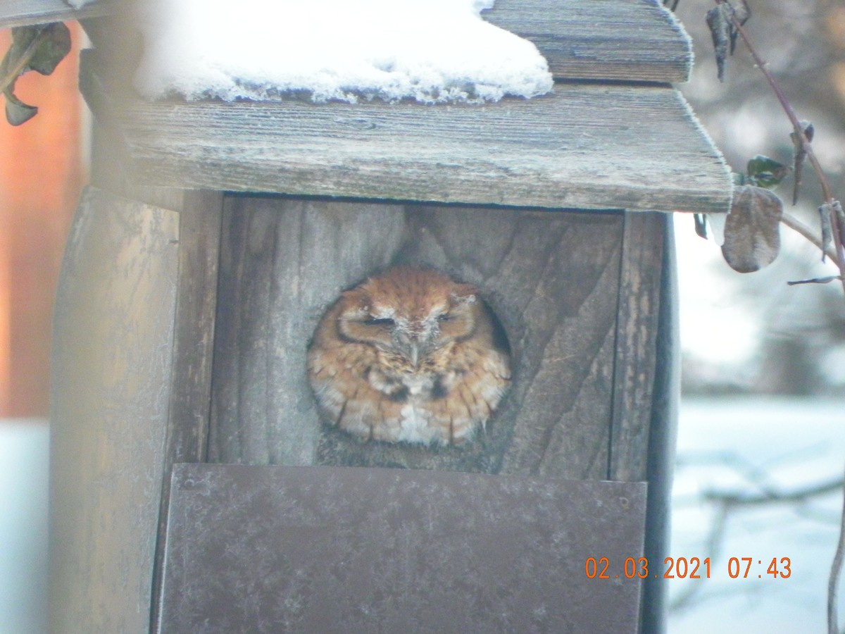 Eastern Screech-Owl - ML304627141