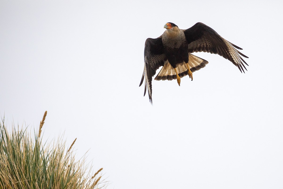 Crested Caracara (Southern) - RYAN HAWKSWORTH