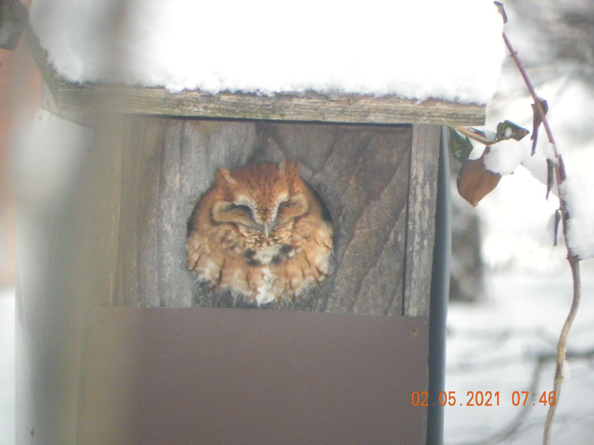 Eastern Screech-Owl - ML304628191