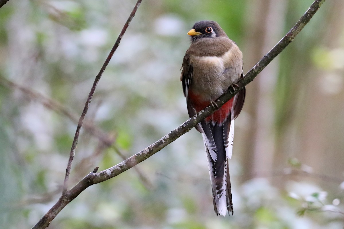 Elegant Trogon - James Rieman