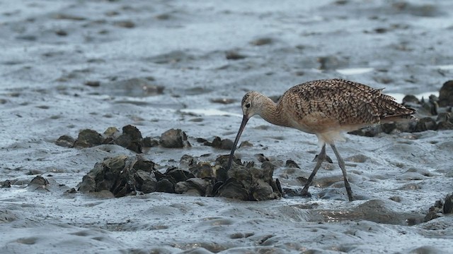 Long-billed Curlew - ML304628951