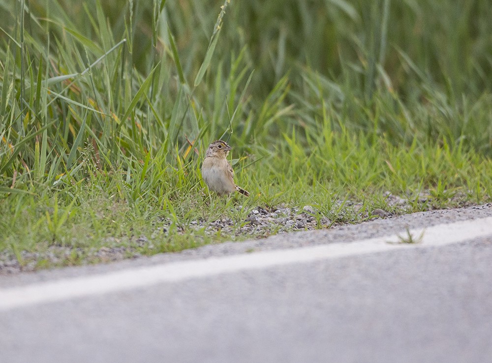 Grasshopper Sparrow - ML30462981