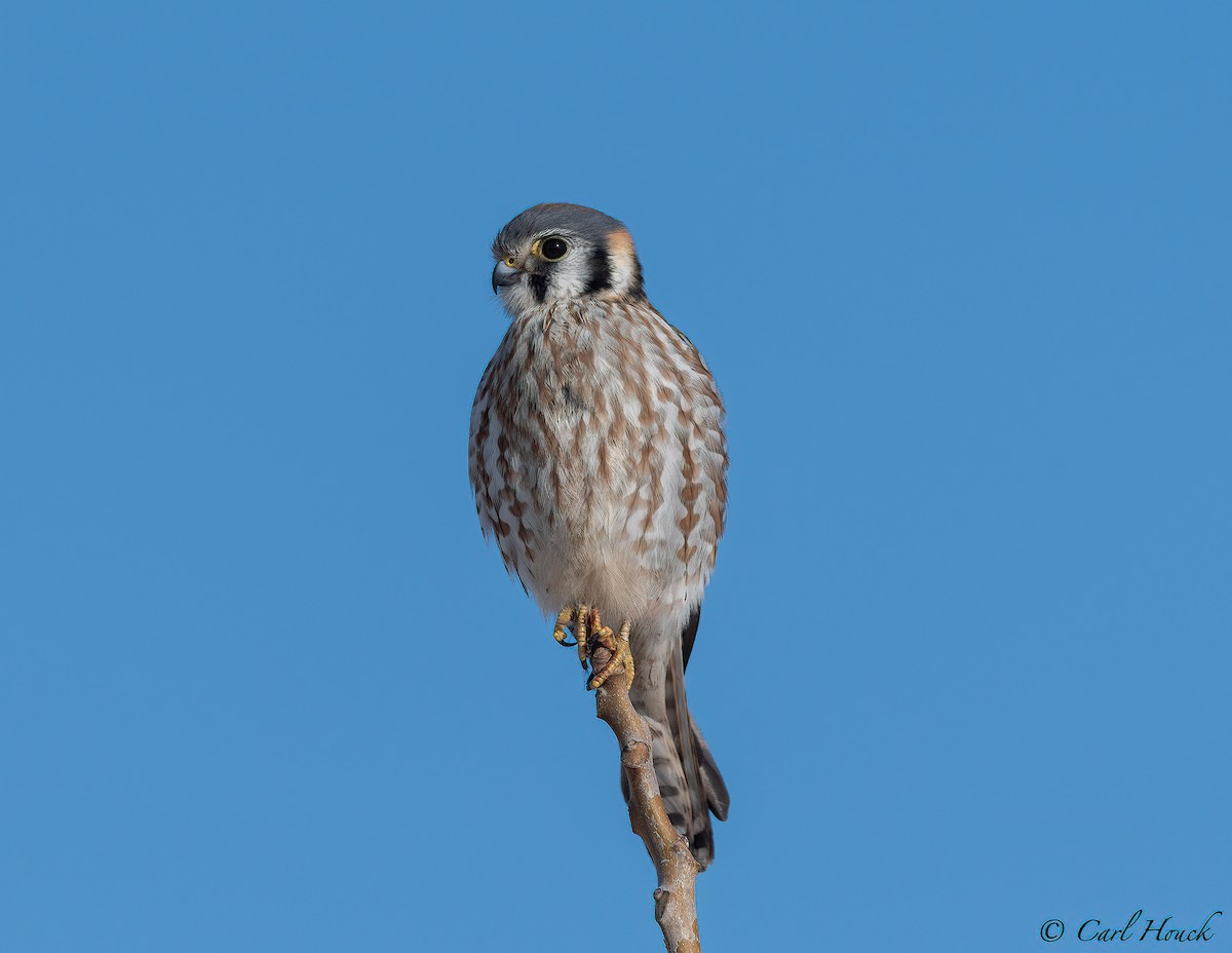 American Kestrel - ML304631221