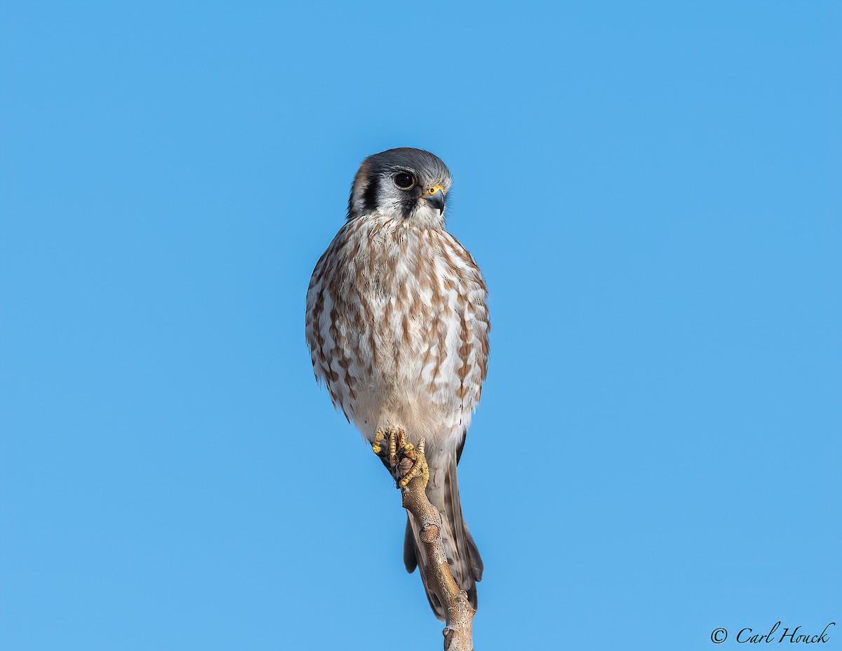 American Kestrel - ML304631231